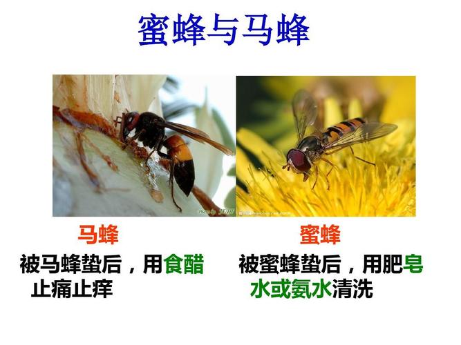 黄蜂和马蜂的区别